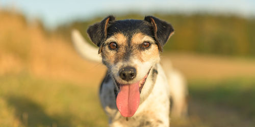 Portrait of dog on field