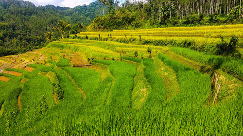 Scenic view of agricultural field