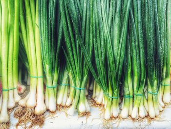 High angle view of wet scallions for sale at market