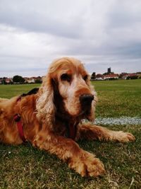 Dog relaxing on field