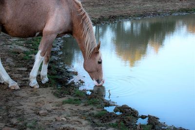 Horse on field