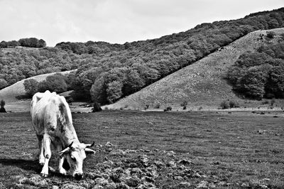Horse grazing in a field