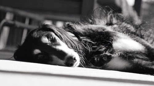 Close-up portrait of dog lying down