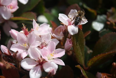 Close-up of cherry blossoms outdoors