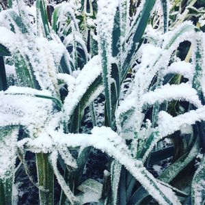 Close-up of frozen tree during winter