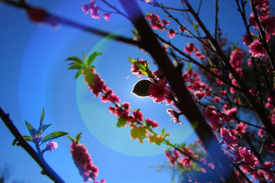 Low angle view of cherry blossoms against sky