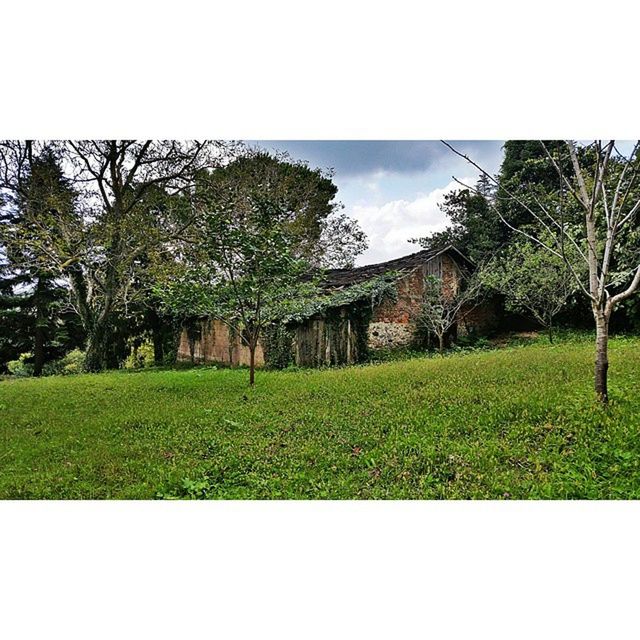 transfer print, grass, tree, sky, green color, field, auto post production filter, built structure, building exterior, growth, architecture, house, nature, tranquil scene, landscape, tranquility, grassy, clear sky, plant, beauty in nature