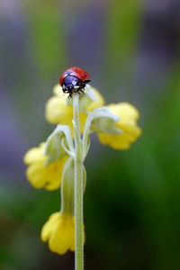 Close-up of insect on flower