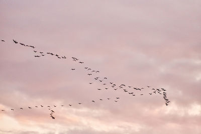 Low angle view of birds flying in sky