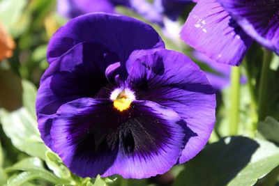 Close-up of purple flowers