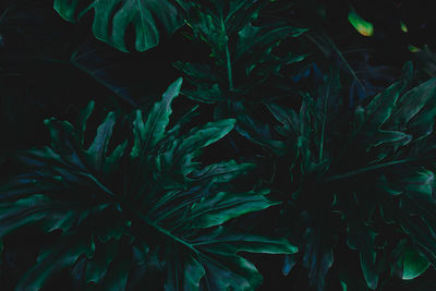 Full frame shot of plants