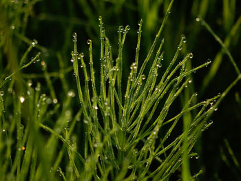 Close-up of wet plants during rainy season