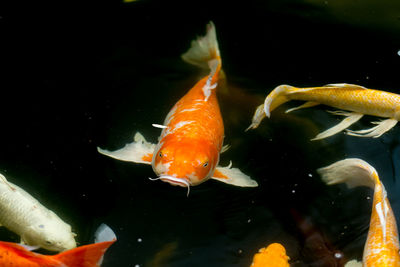 Close-up of fish swimming in sea