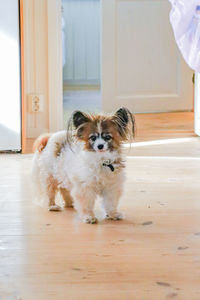 Portrait of dog at home