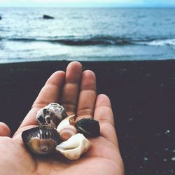 Close-up of hand holding seashell