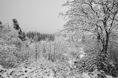 Snow covered trees against clear sky