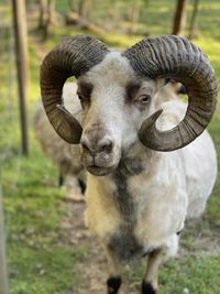 Close-up portrait of a sheep