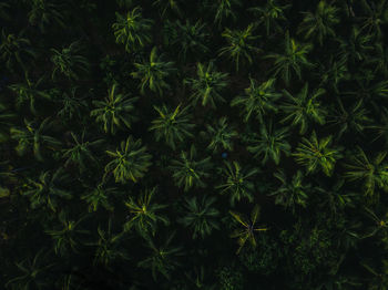High angle view of flowering plants at night