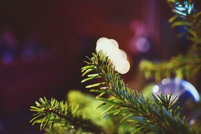 Close-up of flower blooming outdoors