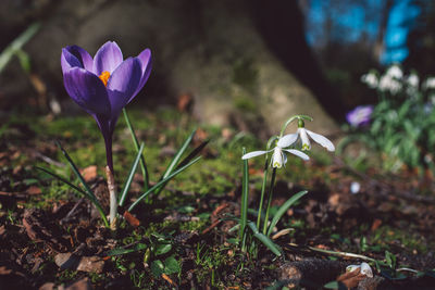 Close-up of purple crocus flowers on field