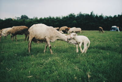 Sheep grazing in a field