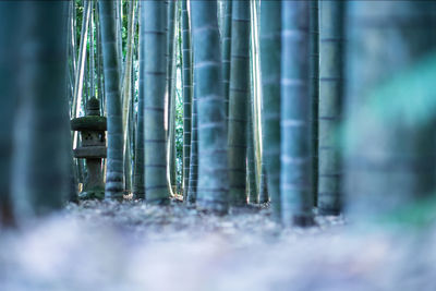 Close-up of bamboo on field in forest