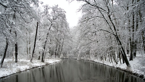 Scenic view of frozen lake in forest