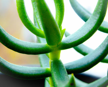 Close-up of spiral plant