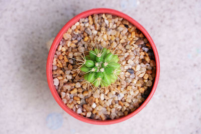 High angle view of potted plant on table