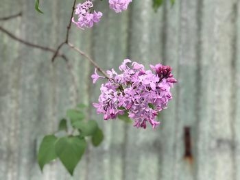 Close-up of pink flowers blooming outdoors