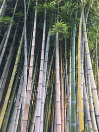 Low angle view of bamboo trees in forest