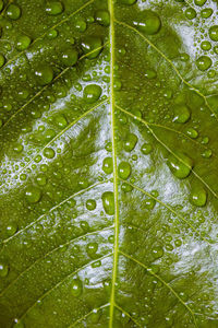 Full frame shot of wet fruit