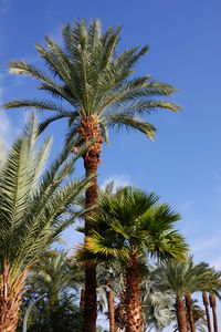 palm tree