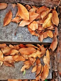 Close-up of dry leaves