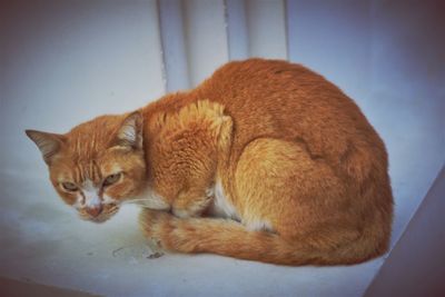 Close-up of a cat