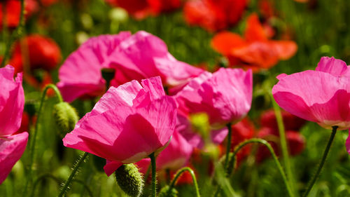 Close-up of pink flowering plant on field