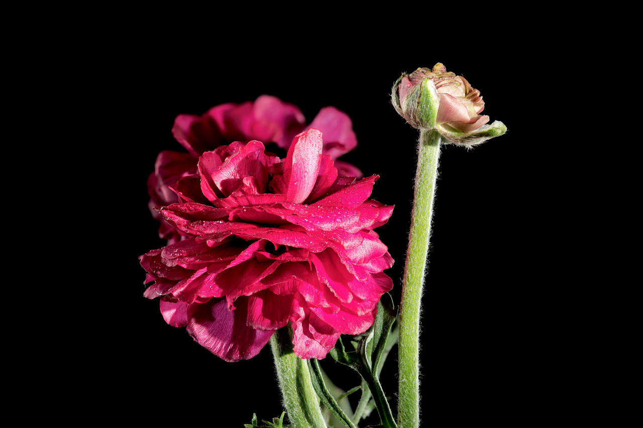 flower, flowering plant, black background, plant, beauty in nature, petal, freshness, flower head, pink, inflorescence, fragility, close-up, studio shot, nature, no people, macro photography, growth, blossom, plant stem, indoors, cut out, rose, animal wildlife, purple