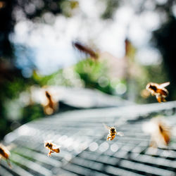 Honeybees flying over metal