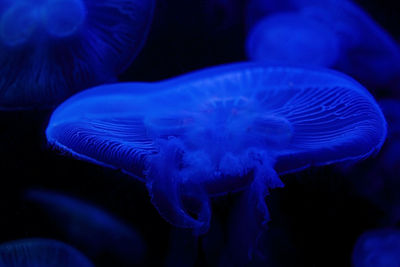 Jellyfish ii, biarritz-france