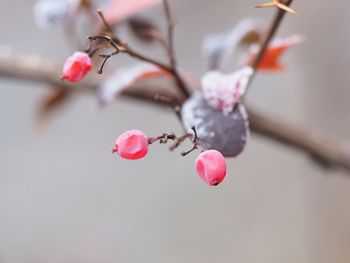 Close-up of berries growing on plant