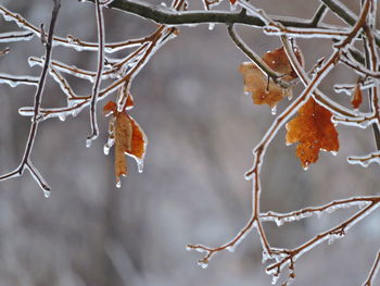 Close-up of dry leaves on branch during winter