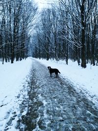 Dog on snow covered landscape