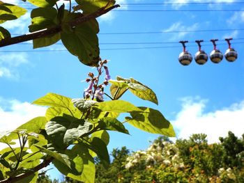 Low angle view of plant against blue sky