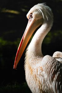 Close-up of pelican