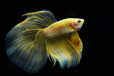 Close-up of fish swimming in sea