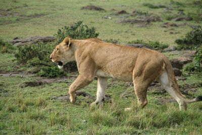 Side view of a lioness