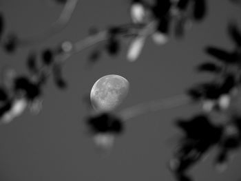 Low angle view of plant against sky