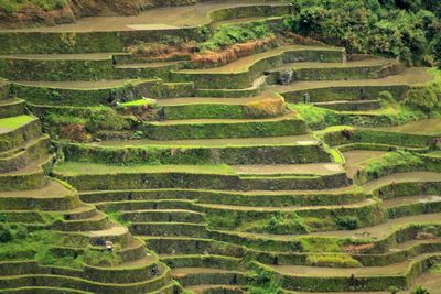 Scenic view of agricultural field