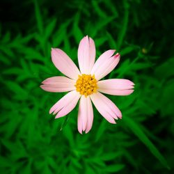 Close-up of flower blooming outdoors