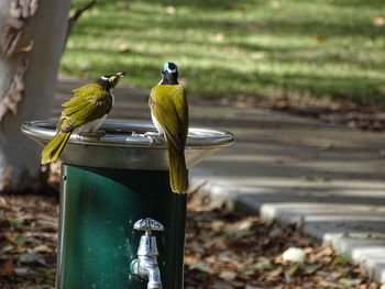 Birds perching on a bird feeder